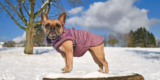 Stylish and Functional Dog Winter Coats
